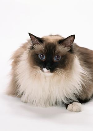 猫カフェで楽しい時間を過ごせる