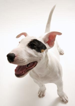 アサンテのシロアリ駆除サービス:安心の東証プライム上場企業が土日祝日も対応