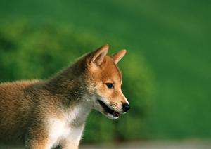 アサンテのシロアリ駆除サービス|信頼の実績と即日対応で安心をお届け